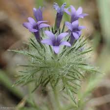 Attēlu rezultāti vaicājumam “Weissia squarrosa”