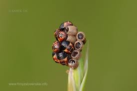 Attēlu rezultāti vaicājumam “Carpocoris sp. nymph”