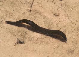 Attēlu rezultāti vaicājumam “Haemopis sanguisuga”