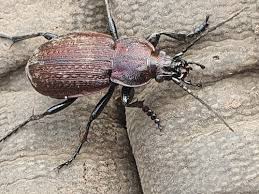 Attēlu rezultāti vaicājumam “Carabus arcensis”