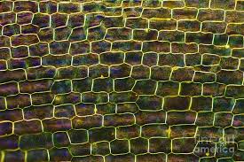 Attēlu rezultāti vaicājumam “Elodea canadensis leaf”