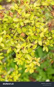 Attēlu rezultāti vaicājumam “Rhododendron sichotense”