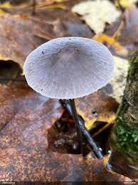 Attēlu rezultāti vaicājumam “Diderma ochraceum macro”