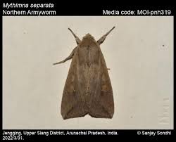 Attēlu rezultāti vaicājumam “Mythimna sp.”