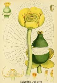 Attēlu rezultāti vaicājumam “Nuphar lutea fruit”