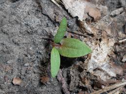 Attēlu rezultāti vaicājumam “Fallopia convolvulus”