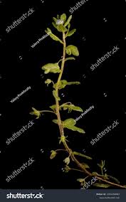 Attēlu rezultāti vaicājumam “Veronica agrestis leaf”