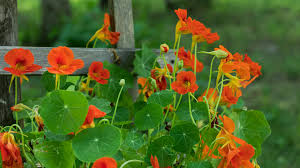 Image result for Brunnenkresse