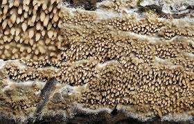 Attēlu rezultāti vaicājumam “Mycoacia fuscoatra”