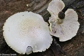 Attēlu rezultāti vaicājumam “Lentinus lepideus”