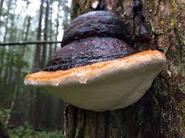 Attēlu rezultāti vaicājumam “Fomitopsis pinicola”