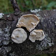 Attēlu rezultāti vaicājumam “Hapalopilus aurantiacus”