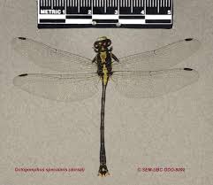 Attēlu rezultāti vaicājumam “Gomphidae”