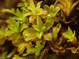 Attēlu rezultāti vaicājumam “Syntrichia latifolia”