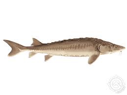 Image result for Acipenser fulvescens