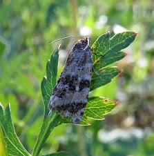 Attēlu rezultāti vaicājumam “Anacampsis blatariella”