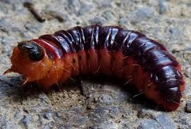 Attēlu rezultāti vaicājumam “Cossus cossus”