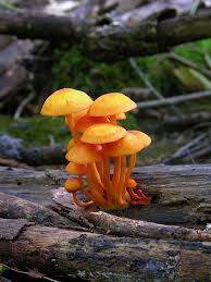 Attēlu rezultāti vaicājumam “Mycena”