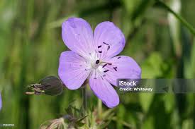 Attēlu rezultāti vaicājumam “Geranium pratense flower”