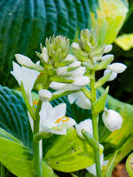 Attēlu rezultāti vaicājumam “Hosta sp. flower”