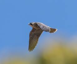 Image result for Falkland Cc, Berks