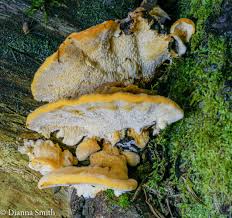 Attēlu rezultāti vaicājumam “Hapalopilus croceus”