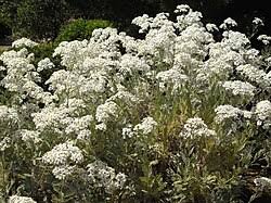 Image result for Chrysanthemum ptarmiciflorum