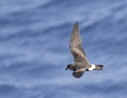 Image result for Oceanodroma castro