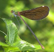 Attēlu rezultāti vaicājumam “Calopterygidae”