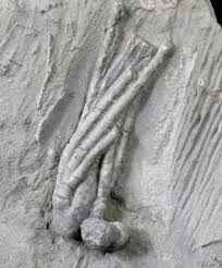 Attēlu rezultāti vaicājumam “Carterocephalus silvicolus underside”