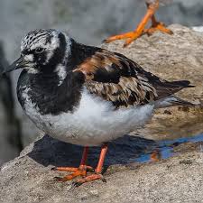 Attēlu rezultāti vaicājumam “Arenaria interpres adult”