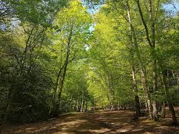 Image result for Epping Runners