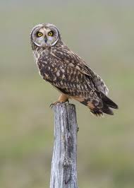 Attēlu rezultāti vaicājumam “Asio flammeus”