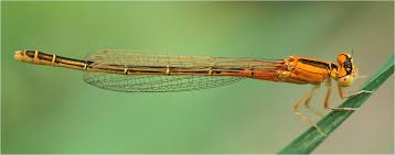 Attēlu rezultāti vaicājumam “Ischnura pumilio”