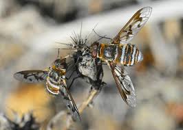 Attēlu rezultāti vaicājumam “Exoprosopa capucina”