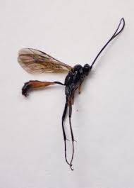 Attēlu rezultāti vaicājumam “Ichneumonidae”