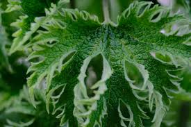 Attēlu rezultāti vaicājumam “Leonurus cardiaca leaf”