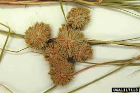 Attēlu rezultāti vaicājumam “Cyperus fuscus fruit”
