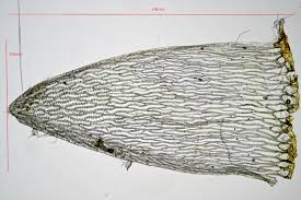 Attēlu rezultāti vaicājumam “Sphagnum inundatum”