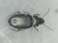 Attēlu rezultāti vaicājumam “Tachyta nana”