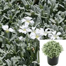 Image result for cerastium tomentosum