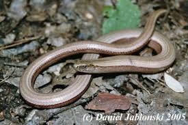 Attēlu rezultāti vaicājumam “Anguis fragilis adult”