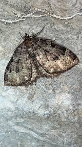 Attēlu rezultāti vaicājumam “Triphosa dubitata”