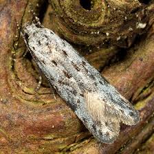 Attēlu rezultāti vaicājumam “Carpatolechia proximella”