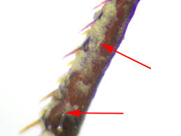 Attēlu rezultāti vaicājumam “Nebria brevicollis”