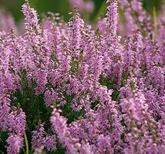 Attēlu rezultāti vaicājumam “Calluna vulgaris flower”