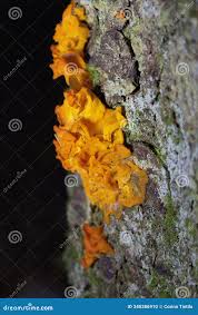 Attēlu rezultāti vaicājumam “Dacrymyces chrysospermus”