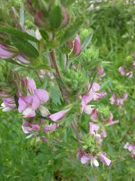 Attēlu rezultāti vaicājumam “Ononis arvensis leaf”
