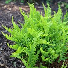 Attēlu rezultāti vaicājumam “Polypodium vulgare”