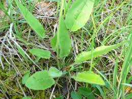 Attēlu rezultāti vaicājumam “Hieracium murorum bud”